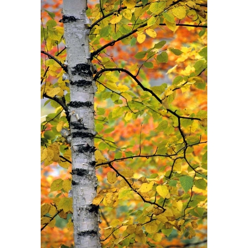 Michigan, Upper Peninsula Birch trees in autumn